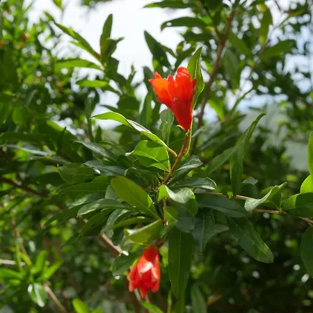 Apartment Village House 아파트