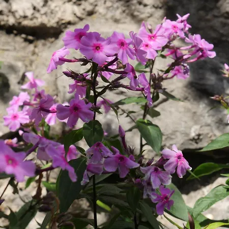 Apartment Village House 아파트 *